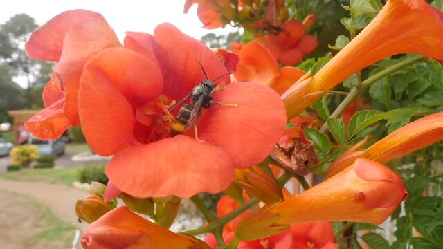 Asian hornet foraging a flower before taking off in slow motion