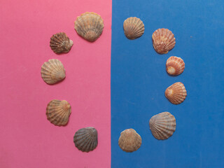 Creative seashell pattern on pastel pink and blue background. Summer flat lay.