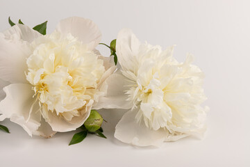 white peony flower isolated on light background