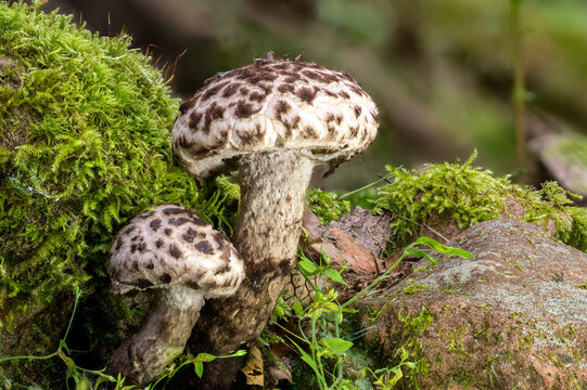 Detail view of a Old Man of the Woods Mushroom Strobilomyces strobilaceus 