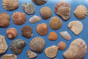 Creative seashell pattern on pastel blue background. Summer flat lay.