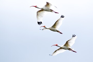 three white ibis flying in light blue sky