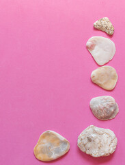 Many different sea shells on pink background. Empty place to display product packaging. Showcase mockup.