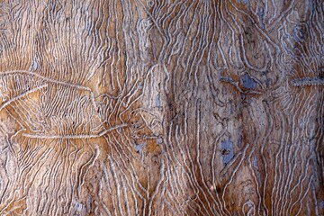  the traces of the bug beetle-typographer. Close-up of tree is eaten by bark beetles. The imprint of the bark beetle under the bark of the tree.