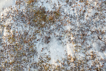 The frozen winter tundra in the Arctic. Moss, lichen and small plants among snow and ice in permafrost. Wild plants of polar Siberia. The texture of the surface of snowy ground. Natural background.