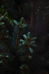 Coniferous tree wallpaper for your phone