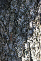 bark of a tree