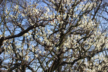 Japanese plum blossom