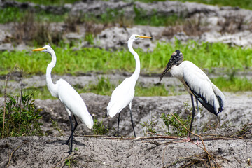 assorted swamp birds in Florida