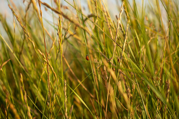 Ladybug running along on blade of green grass. Beautiful nature