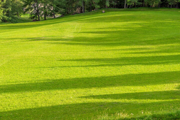 Obraz premium Shadows of trees in the meadow at sunrise. Summertime