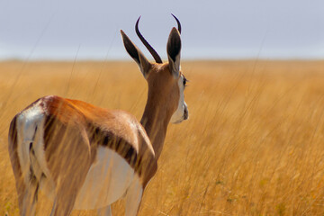 Wild african animals. The springbok (medium-sized antelope) in tall yellow grass. Etosha National park. Namibia