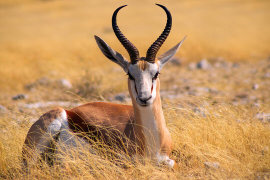 Wild african animals. The springbok (medium-sized antelope) in tall yellow grass. Etosha National park. Namibia