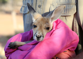 Very young joey Kangaroo wrapped up in a blanket protected from the cold.  Rescued and at a kangaroo sanctuary in Alice Springs, Northern Territory, Australia