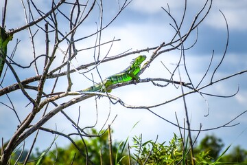 green iguana in Miami Beach