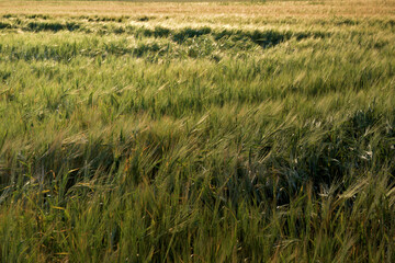 A field of grain in the light of the setting sun.