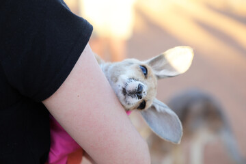 Very young joey Kangaroo wrapped up in a blanket protected from the cold.  Rescued and at a...