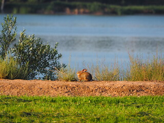 roedor color marrón disfrutando del paisaje del lago de ivars y vila sana una mañana temprana de...