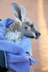 Very young joey Kangaroo wrapped up in a blanket protected from the cold.  Rescued and at a kangaroo sanctuary in Alice Springs, Northern Territory, Australia
