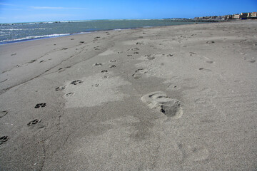 Footprints of animal and man, on the sand. Sunny day with sea view