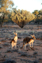 Beautiful, healthy,young kangaroos in natural habitat in a sanctuary in Alice Springs, Northern Territory, Australia