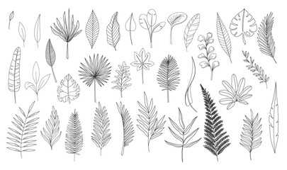 Simple line art tropical leaves. Outline forest palm monstera fern hawaiian leaves. Set hand drawn tropical elements vector illustration. © Victoria Sergeeva