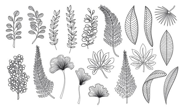 Line art tropical leaves. Outline forest palm ginkgo biloba, monstera, cheflera, zamioculcas, fern hawaiian leaves. Hand drawn plant elements vector illustration.