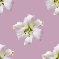 Beautiful flowers lilies. Seamless pattern of Lily flower bloom. Floral natural background.