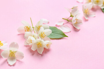 Beautiful jasmine flowers on color background, closeup