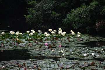 lotus in Japan