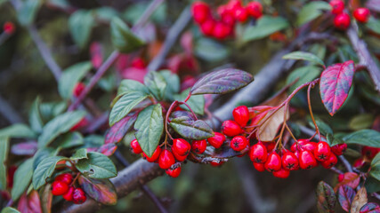 bright beautiful decorative red berries on bushes