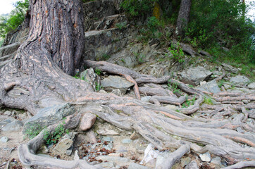 old large pine roots stick out