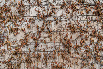 Wall lined with travertine, overgrown with dried dead decorative grapes.