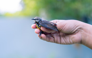 Rescued newborn baby bird holding softly in the fingers by a kind girl. Crimson-backed sunbird...