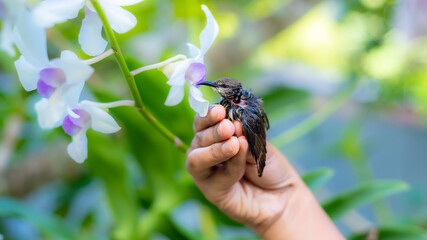 Rescued newborn baby bird holding closely to the flowers by kind women's hand. Crimson-backed sunbird hatchling abandoned by parent birds, the concept of helping hands to the animals.