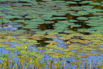 Water surface in the lake with leaves