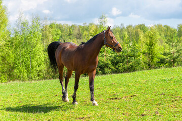 Obraz premium Beautiful horse walking on the field or pasture.Brown Horse Animal Field spring summer Landscape.Sunny day.