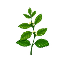 Lemon balm. Aromatic seasoning ingredient. Herbs spice. Isolated vector illustration in cartoon style.