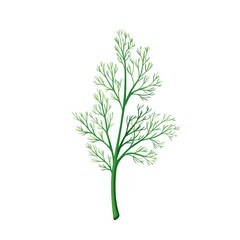 Green dill, vegetarian food, healthy menu. Herbs spice, salad and meals. Isolated vector illustration in cartoon style.