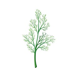 Fototapeta premium Green dill, vegetarian food, healthy menu. Herbs spice, salad and meals. Isolated vector illustration in cartoon style.
