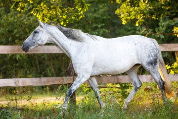 Obraz na płótnie Canvas portrait of beautiful gray mare horse running alongside fence on forest background in evening sunlight in summer