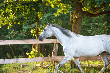 portrait of beautiful gray mare horse running alongside fence on forest background in evening sunlight in summer - Powered by Adobe
