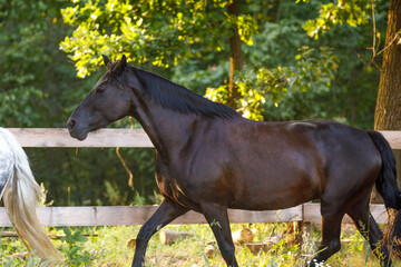 portrait of beautiful draft black mare horse running alongside fence on forest background in...