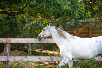 portrait of beautiful gray mare horse running alongside fence on forest background in evening sunlight in summer