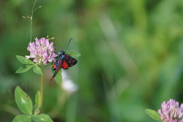 Fototapeta Motyl ,motyl na kwiecie ,flora i fauna ,owad zapylający ,owad obraz