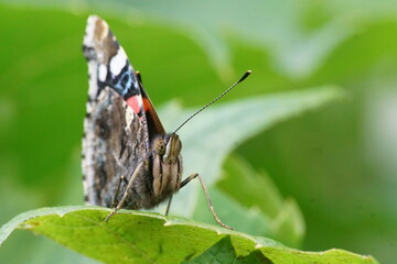 Fototapeta Motyl ,motyl na kwiecie ,flora i fauna ,owad zapylający obraz