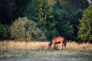 Naklejka na ściany i meble horse eating grass on a leash in green meadow in the evening in summer