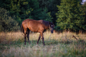 Naklejka na ściany i meble horse on a leash in green meadow in the evening in summer