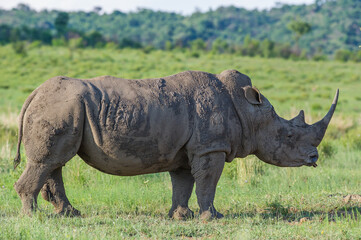 Obraz premium Side view of a Rhino