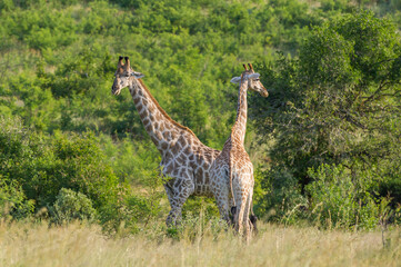Two Giraffe in the Bushveld